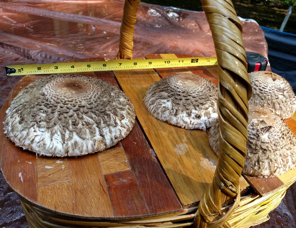 More Shaggy Parasols! And One of Them’s a Monster …