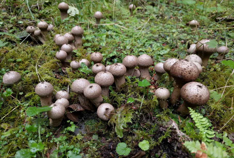 Does the Design of Mushrooms Show a Divine Sense of Humor?
