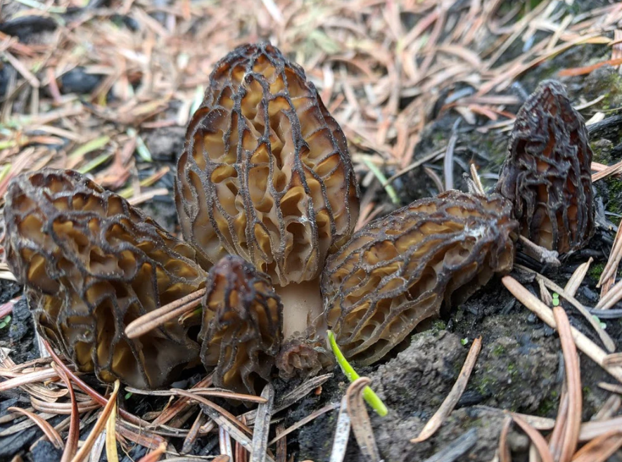 Fire Morels Abundant in First Forays of the 2018 Season