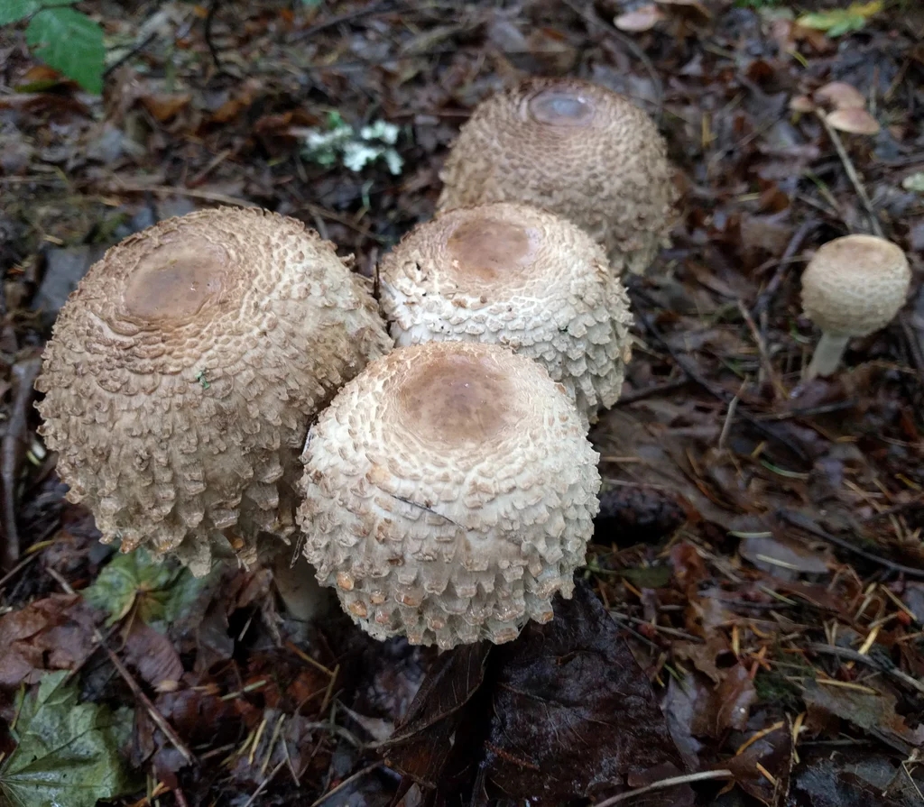 Shaggy Parasols: Growing Them in Your Own Backyard